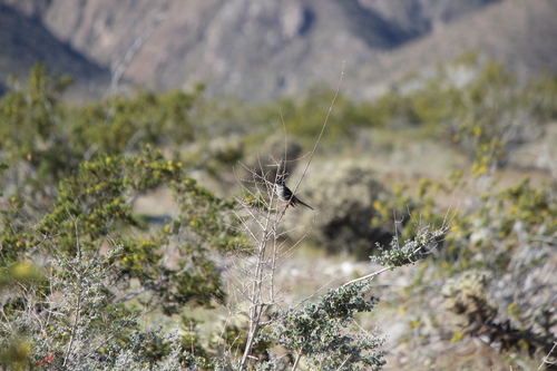 iNaturalist observation photo of White-crowned Sparrow
