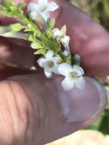 Image of Freylinia brevistyla by (c) Charleen Brunke, some rights reserved (CC BY)