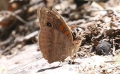Junonia nigrosuffusa