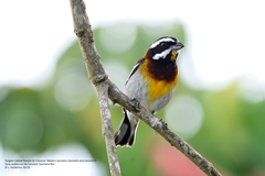 Spindalis zena benedicti