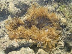 Heteractis aurora