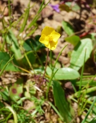 Cicendia quadrangularis