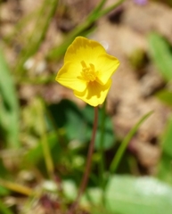 Cicendia quadrangularis