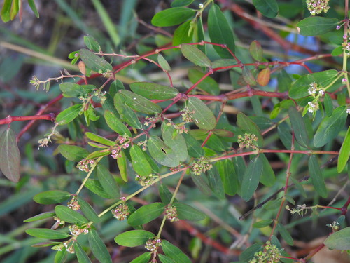Euphorbia hypericifolia iNat (1)