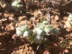 Stylocline micropoides