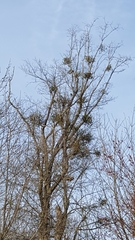 Phoradendron leucarpum serotinum