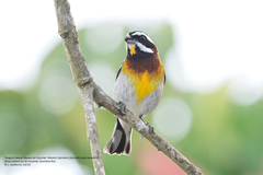 Spindalis zena benedicti