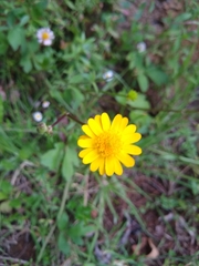 Ranunculus petiolaris