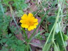 Ranunculus petiolaris