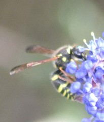 Ancistrocerus bustamente