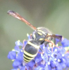 Ancistrocerus bustamente