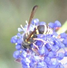 Ancistrocerus bustamente