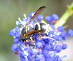 Ancistrocerus bustamente
