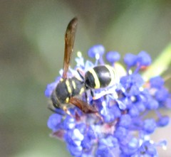 Ancistrocerus bustamente