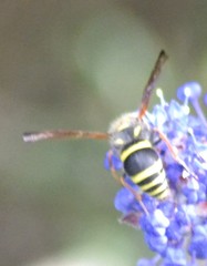 Ancistrocerus bustamente