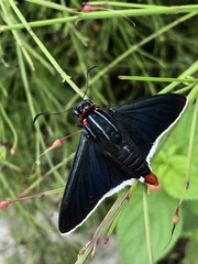 Elbella scylla