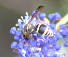 Ancistrocerus bustamente