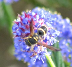 Ancistrocerus bustamente
