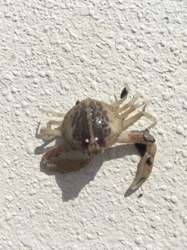 Persephona aquilonaris