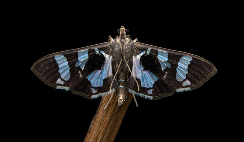 Desmia bajulalis Guenée, 1854