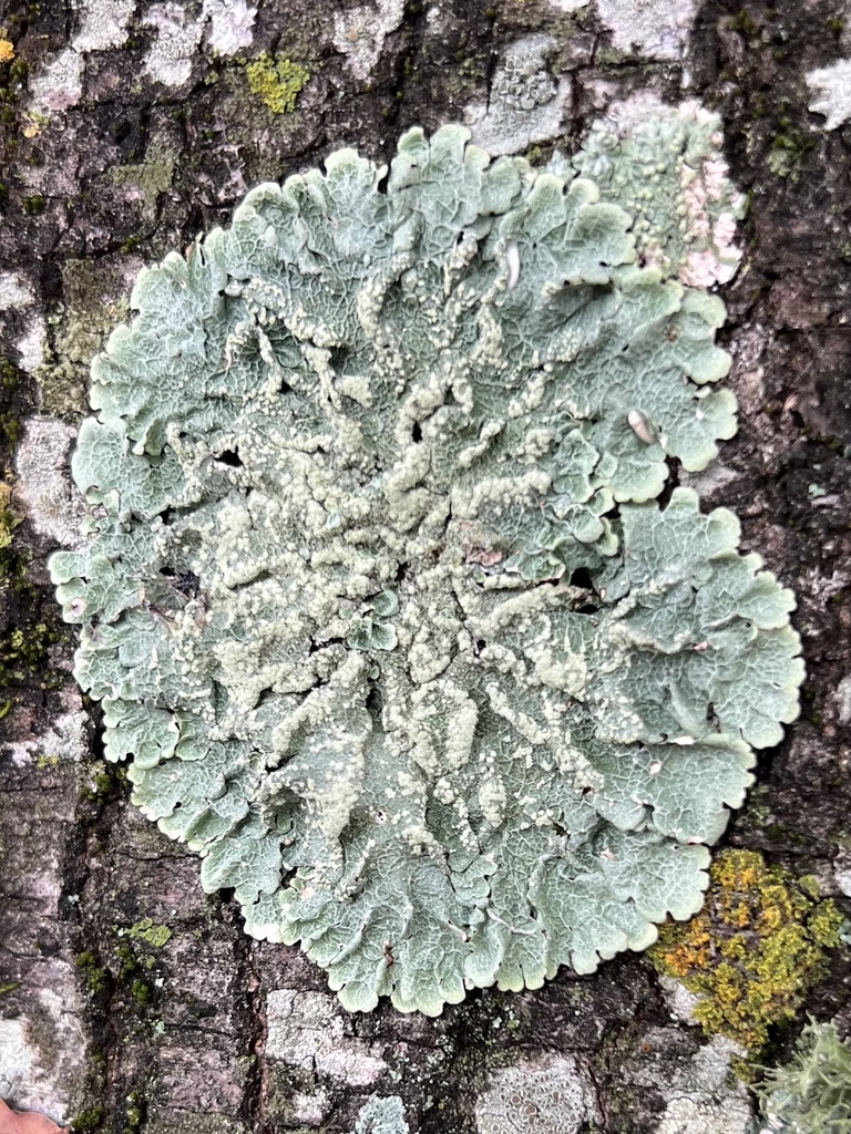 Reticulate Shield