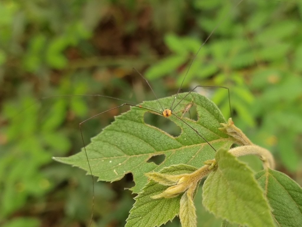 daddy longlegs