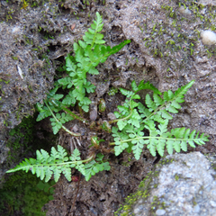 Cystopteris tenuis