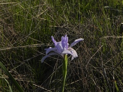 Iris longipetala