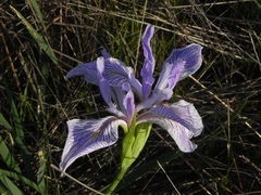 Iris longipetala