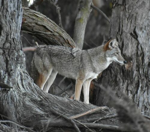 Coyote