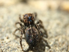 Attinella dorsata