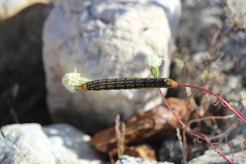 iNaturalist observation photo of White-lined Sphinx