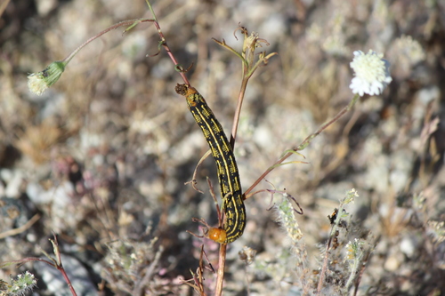 iNaturalist observation photo of White-lined Sphinx