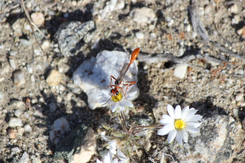 iNaturalist observation photo of Ammophila aphrodite