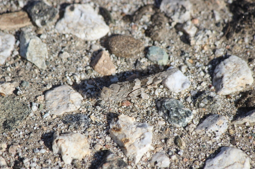 iNaturalist observation photo of Pallid-winged Grasshopper