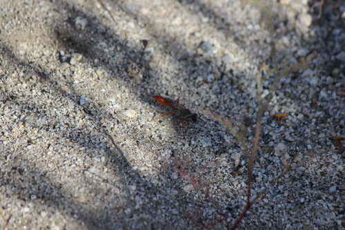 iNaturalist observation photo of Podalonia argentipilis