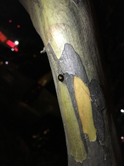 Chilocorus stigma