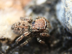 Attinella dorsata