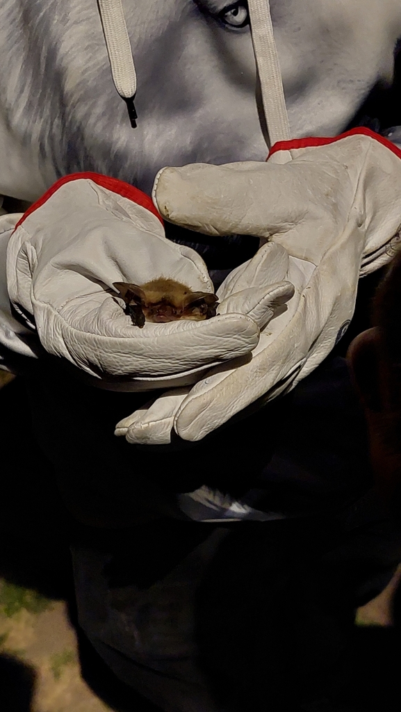 Small Big-eared Brown Bat