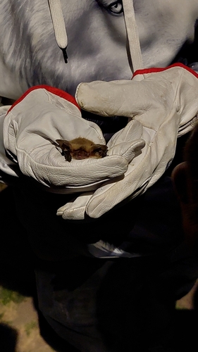 Small Big-eared Brown Bat