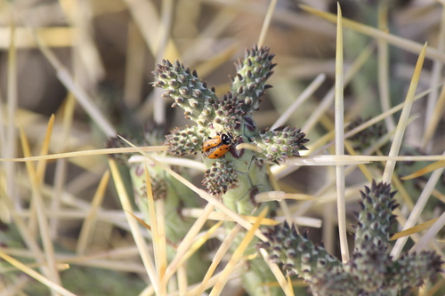 iNaturalist observation photo of Convergent Lady Beetle