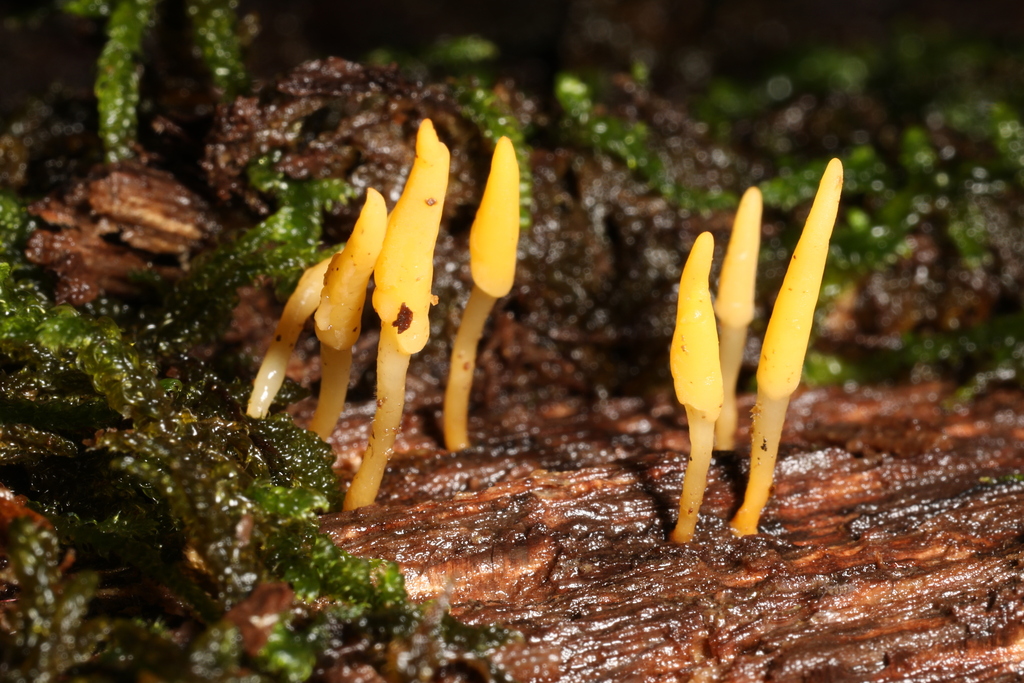 Calocera sp. 'NC02'