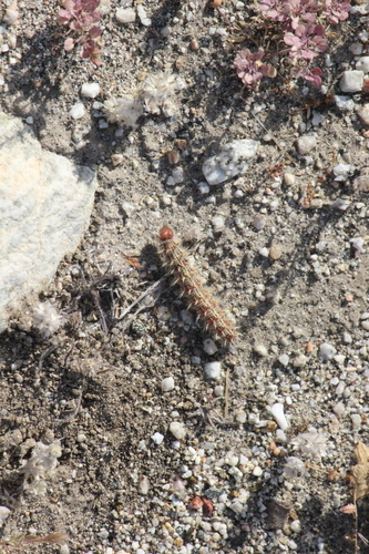 iNaturalist observation photo of Ladies and Related Admirals