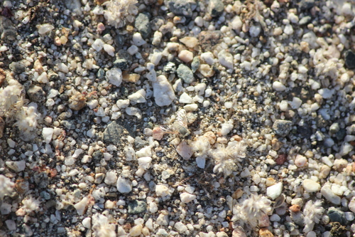 iNaturalist observation photo of Pantarbes