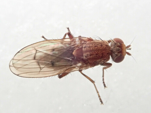 Suillia flavifrons, 2023-12-02
