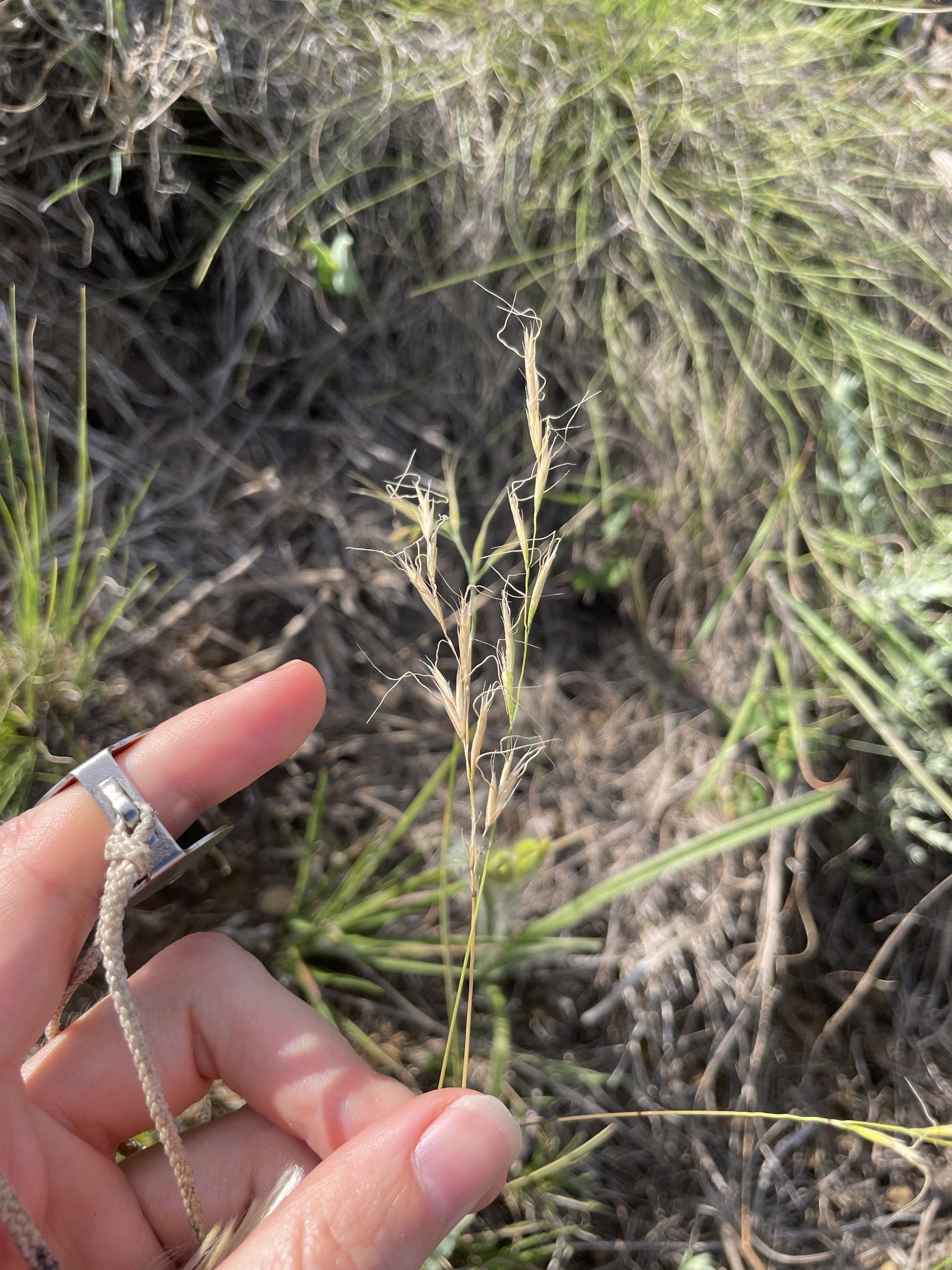 Small Cat Grass (Trisetopsis imberbis)
