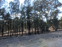 Callitris columellaris