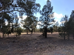 Callitris columellaris