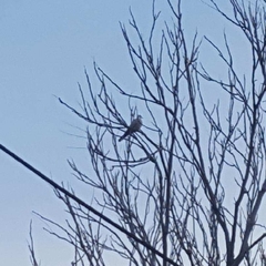 Columbidae