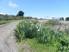 Iris longipetala